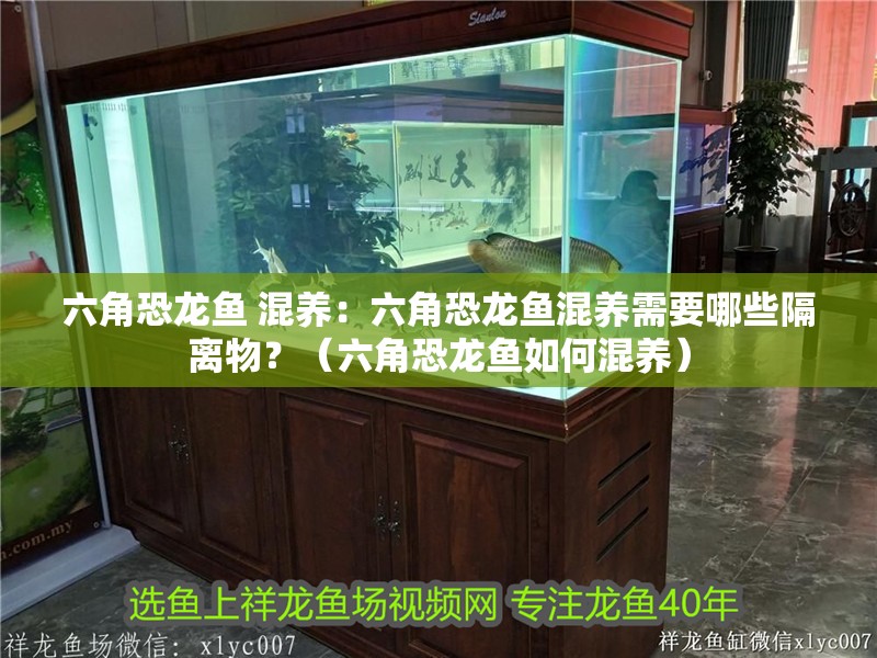 六角恐龍魚 混養：六角恐龍魚混養需要哪些隔離物？（六角恐龍魚如何混養）