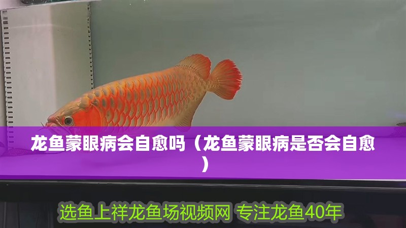 龍魚蒙眼病會自愈嗎（龍魚蒙眼病是否會自愈）
