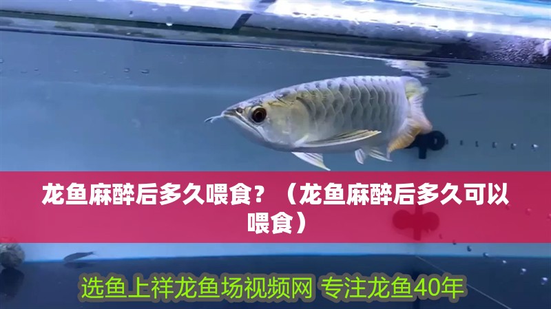 龍魚麻醉后多久喂食？（龍魚麻醉后多久可以喂食）