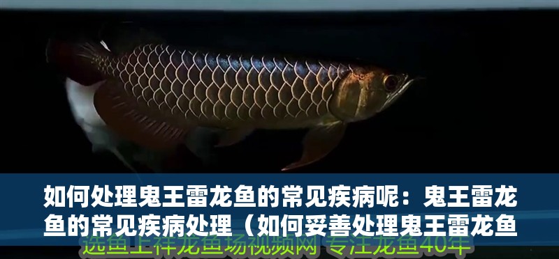 如何處理鬼王雷龍魚的常見疾病呢：鬼王雷龍魚的常見疾病處理（如何妥善處理鬼王雷龍魚的常見疾病）