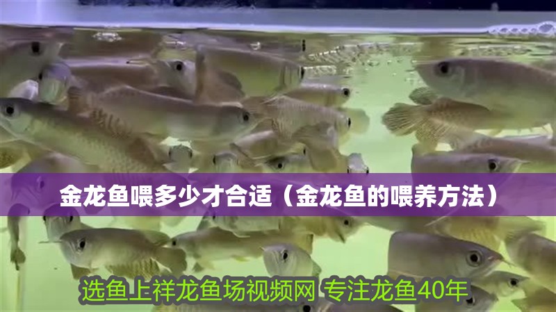金龍魚喂多少才合適（金龍魚的喂養(yǎng)方法）