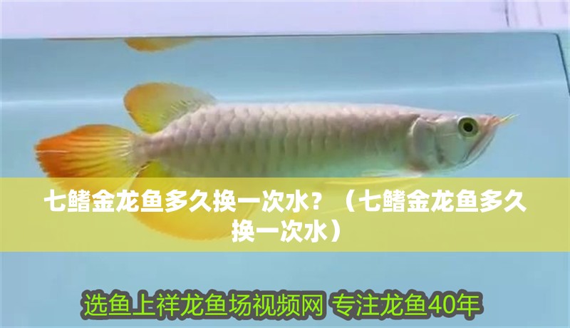 七鰭金龍魚多久換一次水？（七鰭金龍魚多久換一次水） 七鰭金龍魚多久換一次水？（七鰭金龍魚多久換一次水） 龍魚百科