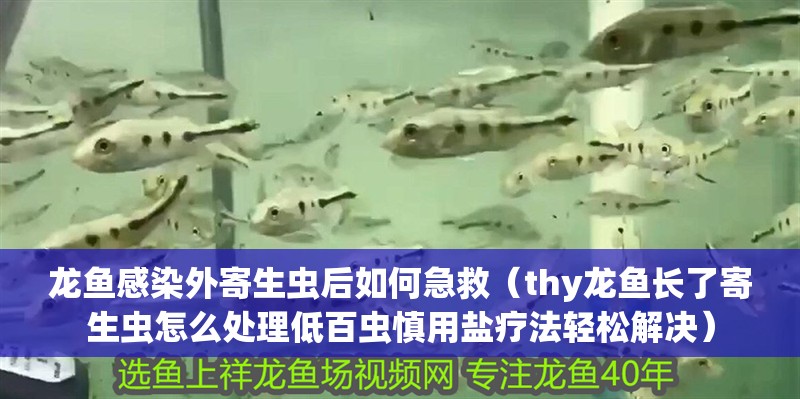 龍魚感染外寄生蟲后如何急救（thy龍魚長了寄生蟲怎么處理低百蟲慎用鹽療法輕松解決）