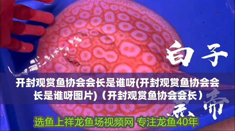 開封觀賞魚協會會長是誰呀(開封觀賞魚協會會長是誰呀圖片)（開封觀賞魚協會會長）