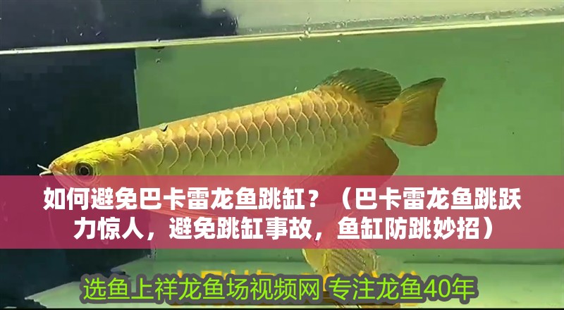 如何避免巴卡雷龍魚跳缸？（巴卡雷龍魚跳躍力驚人，避免跳缸事故，魚缸防跳妙招）