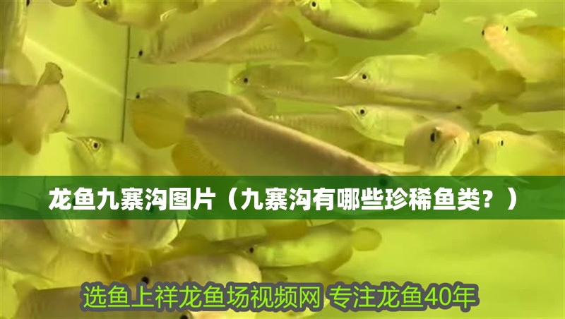 龍魚九寨溝圖片（九寨溝有哪些珍稀魚類？）