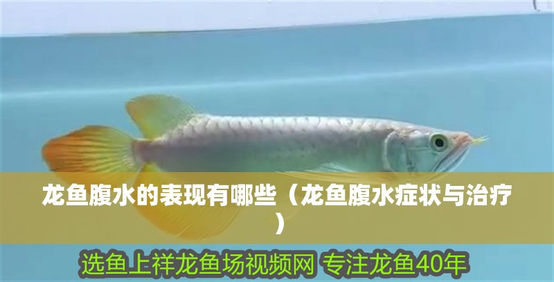 龍魚腹水的表現有哪些（龍魚腹水癥狀與治療）