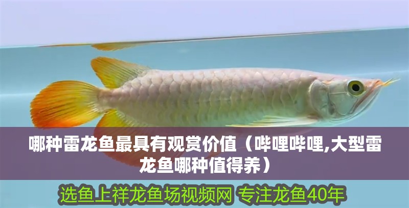 哪種雷龍魚最具有觀賞價值（嗶哩嗶哩,大型雷龍魚哪種值得養(yǎng)）
