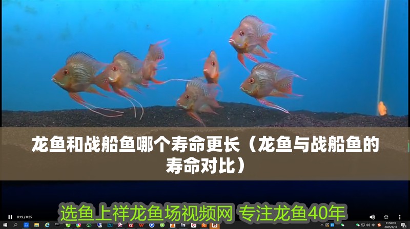 龍魚和戰船魚哪個壽命更長（龍魚與戰船魚的壽命對比） 龍魚和戰船魚哪個壽命更長（龍魚與戰船魚的壽命對比） 龍魚百科
