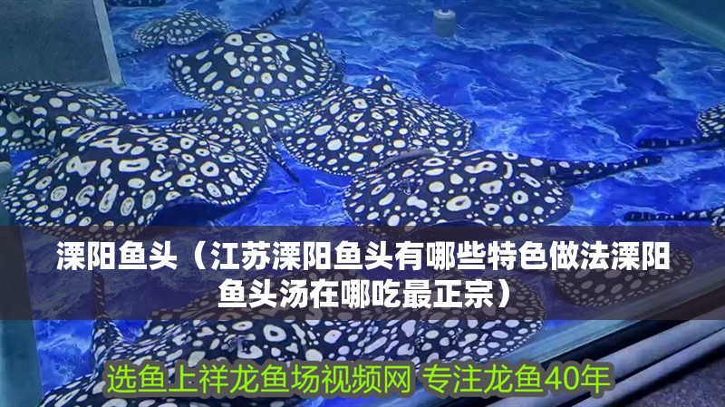 魚缸過濾器選購指南:自制魚缸過濾器魚缸上置過濾器對于養魚愛好者的必備知識 溧陽魚頭(江蘇溧陽魚頭有哪些特色做法溧陽魚頭湯在哪吃最正宗) 觀賞魚百科 溧陽魚頭(江蘇溧陽魚頭有哪些特色做法溧陽魚頭湯在哪吃最正宗) 溧陽魚頭(江蘇溧陽魚頭有哪些特色做法溧陽魚頭湯在哪吃最正宗) 觀賞魚百科