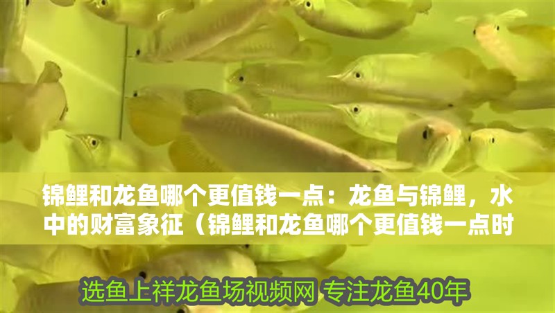 錦鯉和龍魚(yú)哪個(gè)更值錢(qián)一點(diǎn)：龍魚(yú)與錦鯉，水中的財(cái)富象征（錦鯉和龍魚(yú)哪個(gè)更值錢(qián)一點(diǎn)時(shí)，龍魚(yú)和錦鯉哪個(gè)更值錢(qián)）