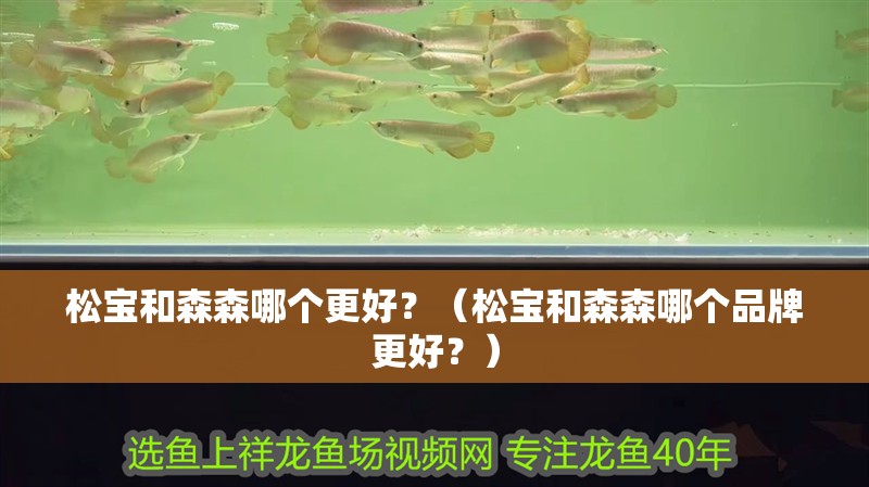 松寶和森森哪個更好？（松寶和森森哪個品牌更好？） 松寶和森森哪個更好？（松寶和森森哪個品牌更好？） 龍魚百科