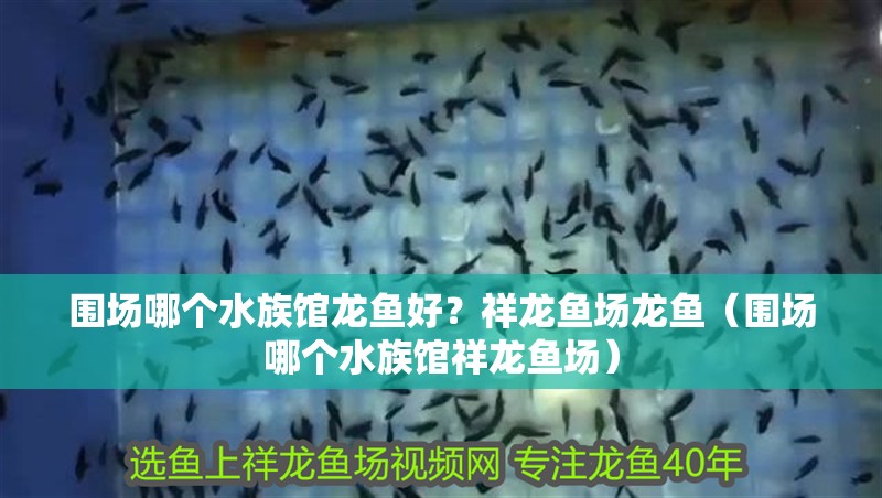 圍場哪個水族館龍魚好？祥龍魚場龍魚（圍場哪個水族館祥龍魚場）