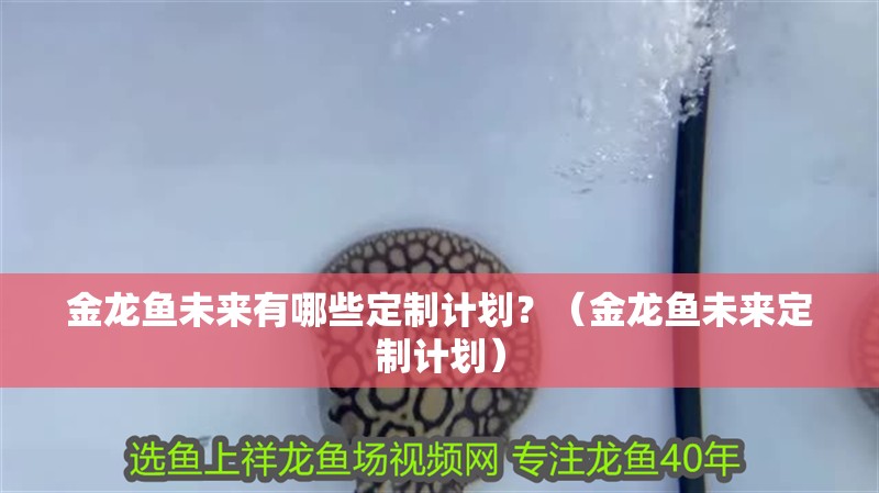 金龍魚未來有哪些定制計劃？（金龍魚未來定制計劃）
