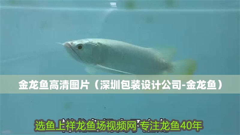 金龍魚高清圖片（深圳包裝設計公司-金龍魚） 金龍魚高清圖片（深圳包裝設計公司-金龍魚） 觀賞魚百科