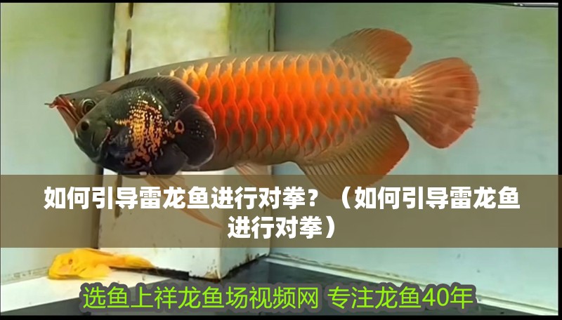 如何引導雷龍魚進行對拳？（如何引導雷龍魚進行對拳）