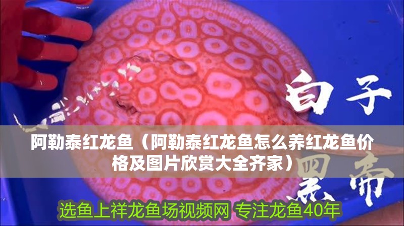 <strong><mark>阿勒泰</mark></strong>紅龍魚（<strong><mark>阿勒泰</mark></strong>紅龍魚怎么養(yǎng)紅龍魚價格及圖片欣賞大全齊家）