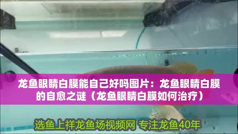 龍魚眼睛白膜能自己好嗎圖片：龍魚眼睛白膜的自愈之謎（龍魚眼睛白膜如何治療）