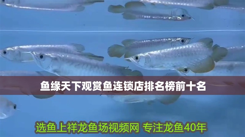 龍魚(yú)干蝦有營(yíng)養(yǎng)嗎 魚(yú)緣天下觀賞魚(yú)連鎖店排名榜前十名 觀賞魚(yú)百科 魚(yú)緣天下觀賞魚(yú)連鎖店排名榜前十名 魚(yú)緣天下觀賞魚(yú)連鎖店排名榜前十名 觀賞魚(yú)百科