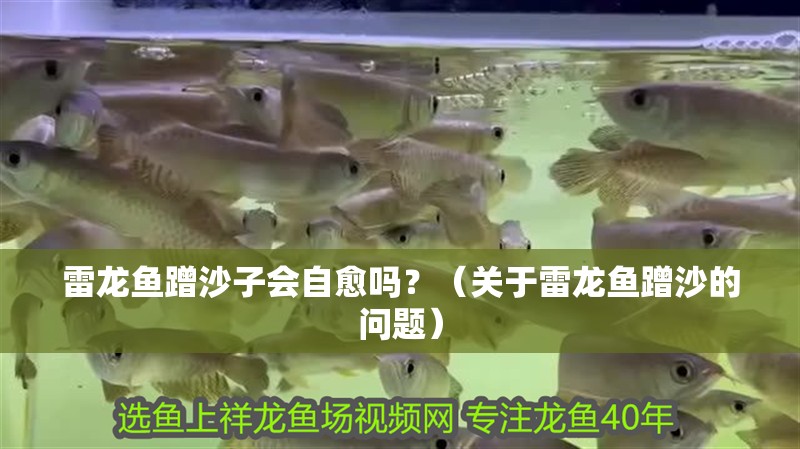 雷龍魚蹭沙子會(huì)自愈嗎？（關(guān)于雷龍魚蹭沙的問題） 雷龍魚蹭沙子會(huì)自愈嗎？（關(guān)于雷龍魚蹭沙的問題） 龍魚百科