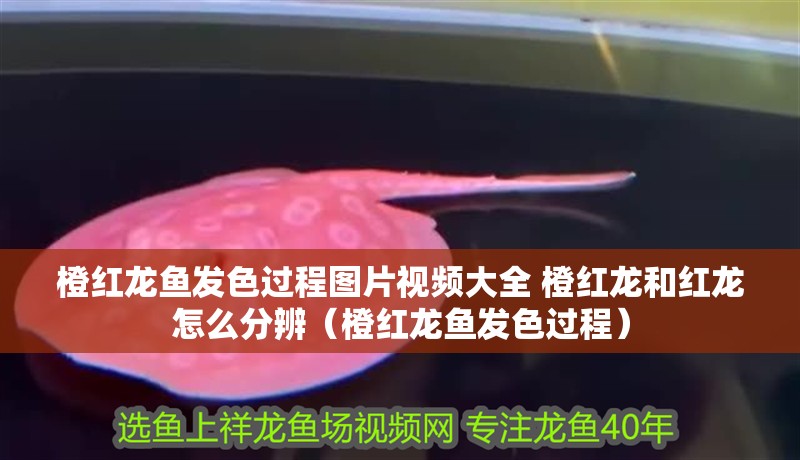 橙紅龍魚發色過程圖片視頻大全 橙紅龍和紅龍怎么分辨（橙紅龍魚發色過程）