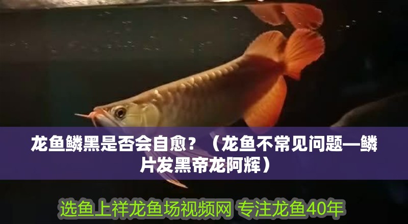 龍魚(yú)鱗黑是否會(huì)自愈？（龍魚(yú)不常見(jiàn)問(wèn)題—鱗片發(fā)黑帝龍阿輝）