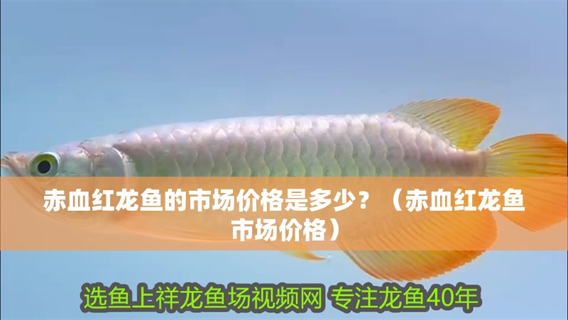 赤血紅龍魚的市場價格是多少？（赤血紅龍魚市場價格）