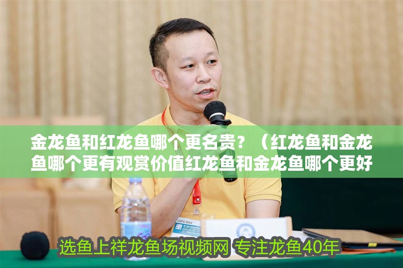 金龍魚和紅龍魚哪個更名貴？（紅龍魚和金龍魚哪個更有觀賞價值紅龍魚和金龍魚哪個更好養(yǎng)）