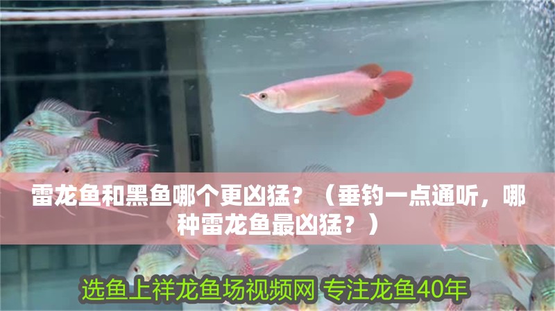 雷龍魚和黑魚哪個更兇猛？（垂釣一點通聽，哪種雷龍魚最兇猛？）