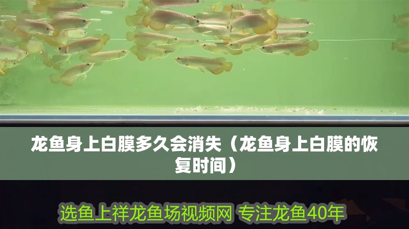 龍魚身上白膜多久會消失（龍魚身上白膜的恢復時間）