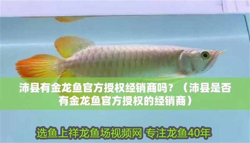 沛縣有金龍魚官方授權經銷商嗎？（沛縣是否有金龍魚官方授權的經銷商）