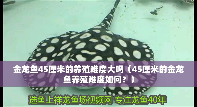 金龍魚45厘米的養殖難度大嗎（45厘米的金龍魚養殖難度如何？） 金龍魚45厘米的養殖難度大嗎（45厘米的金龍魚養殖難度如何？） 龍魚百科