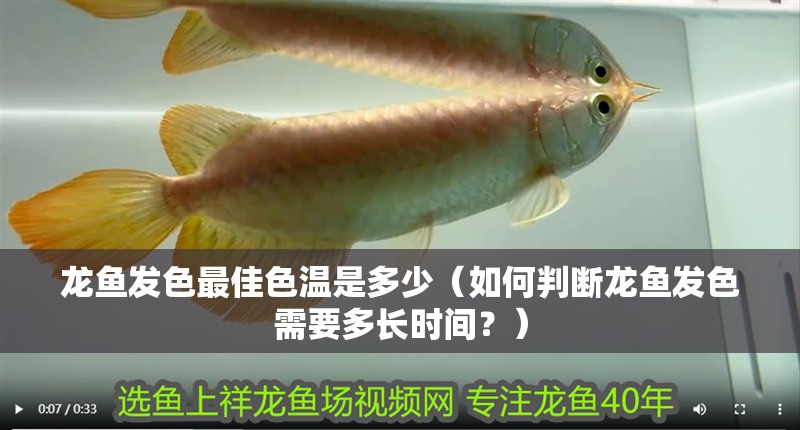 龍魚(yú)發(fā)色最佳色溫是多少（如何判斷龍魚(yú)發(fā)色需要多長(zhǎng)時(shí)間？）