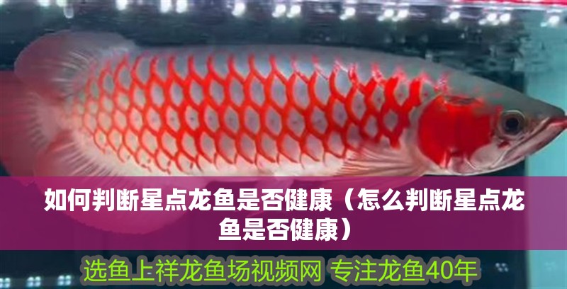 如何判斷星點龍魚是否健康（怎么判斷星點龍魚是否健康）