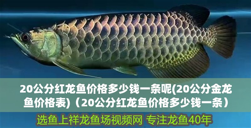 20公分紅龍魚價格多少錢一條呢(20公分金龍魚價格表)（20公分紅龍魚價格多少錢一條）