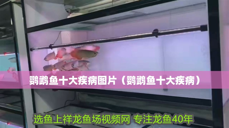 鸚鵡魚十大疾病圖片（鸚鵡魚十大疾病）