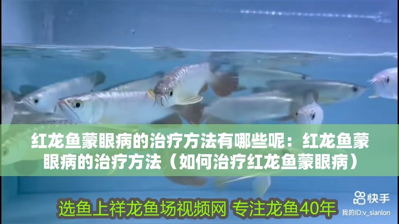 紅龍魚蒙眼病的治療方法有哪些呢：紅龍魚蒙眼病的治療方法（如何治療紅龍魚蒙眼病）