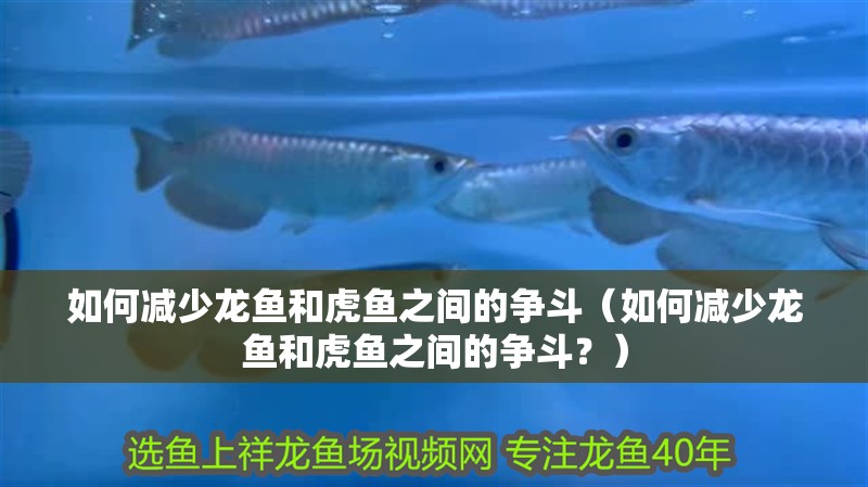 如何減少龍魚和虎魚之間的爭斗（如何減少龍魚和虎魚之間的爭斗？）