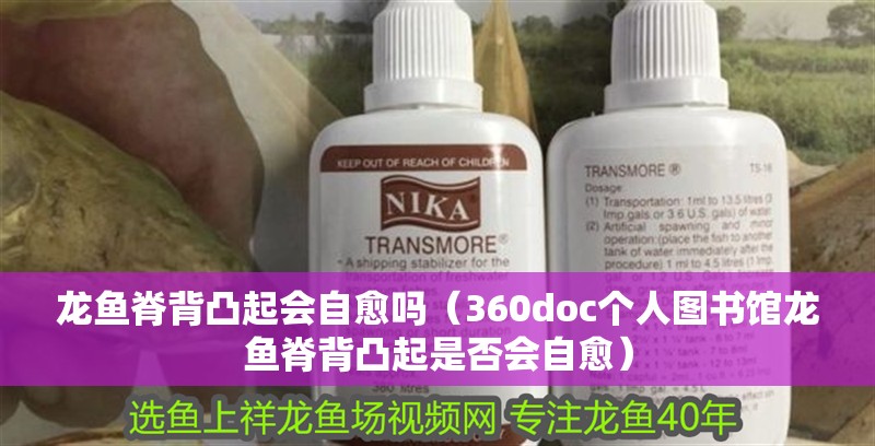 龍魚脊背凸起會自愈嗎（360doc個人圖書館龍魚脊背凸起是否會自愈）