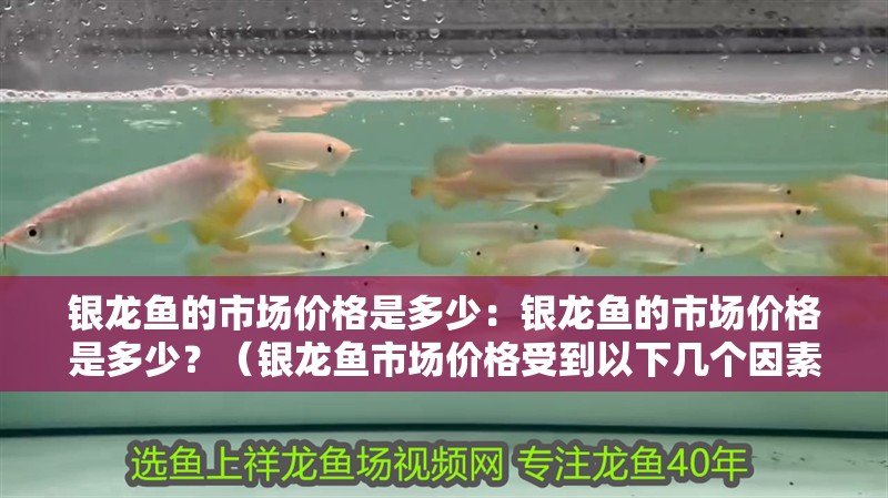 銀龍魚的市場價格是多少：銀龍魚的市場價格是多少？（銀龍魚市場價格受到以下幾個因素影響，銀龍魚價格是多少）