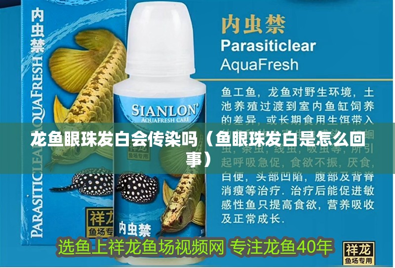 龍魚眼珠發白會傳染嗎（魚眼珠發白是怎么回事）