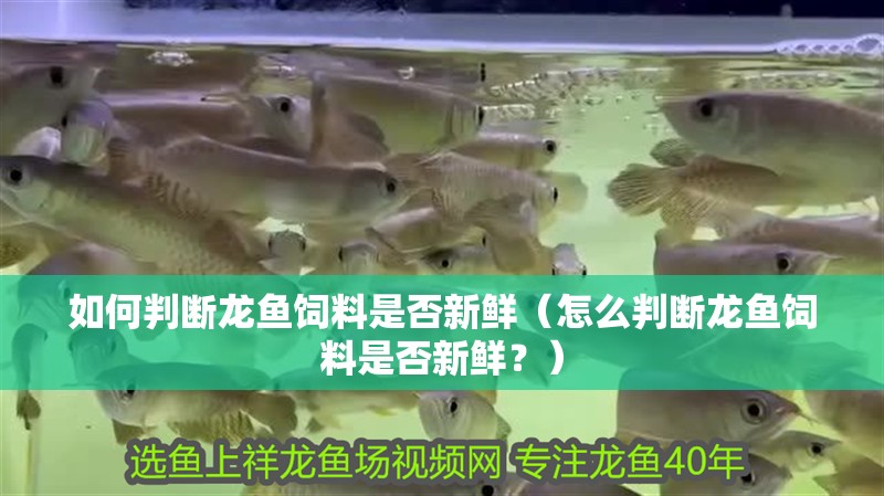 如何判斷龍魚飼料是否新鮮（怎么判斷龍魚飼料是否新鮮？）