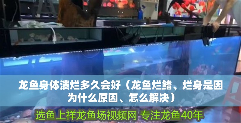 龍魚身體潰爛多久會好（龍魚爛鰭、爛身是因為什么原因、怎么解決） 龍魚身體潰爛多久會好（龍魚爛鰭、爛身是因為什么原因、怎么解決） 龍魚百科