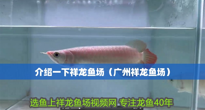 介紹一下祥龍魚場（廣州祥龍魚場）