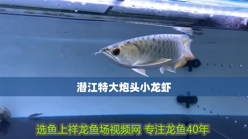 魚缸用增氧泵價格是多少:魚缸增氧機-xtrac增氧機-xtrac增氧機 潛江特大炮頭小龍蝦 觀賞魚百科 潛江特大炮頭小龍蝦 潛江特大炮頭小龍蝦 觀賞魚百科