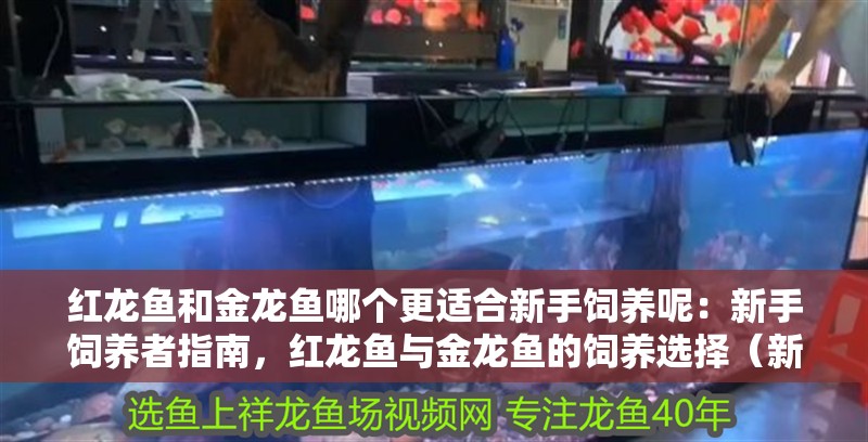 紅龍魚和金龍魚哪個更適合新手飼養(yǎng)呢：新手飼養(yǎng)者指南，紅龍魚與金龍魚的飼養(yǎng)選擇（新手飼養(yǎng)紅龍魚和金龍魚，選擇哪種魚更適合新手飼養(yǎng)） 紅龍魚和金龍魚哪個更適合新手飼養(yǎng)呢：新手飼養(yǎng)者指南，紅龍魚與金龍魚的飼養(yǎng)選擇（新手飼養(yǎng)紅龍魚和金龍魚，選擇哪種魚更適合新手飼養(yǎng)） 水族問答