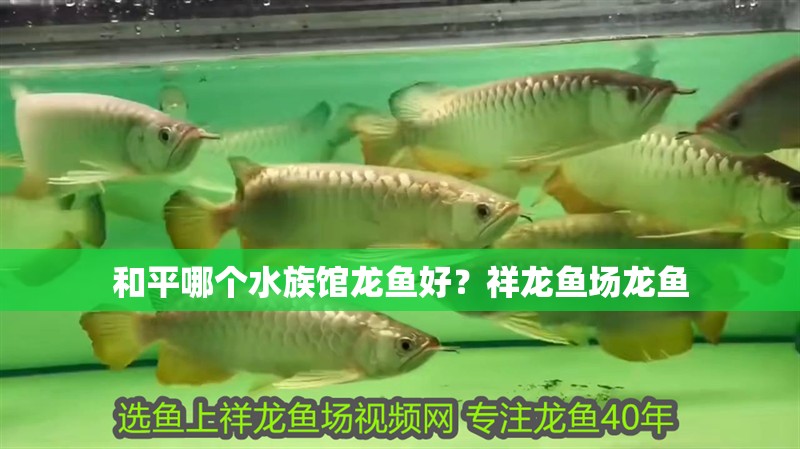 <strong><mark>和平</mark></strong>哪個水族館龍魚好？祥龍魚場龍魚
