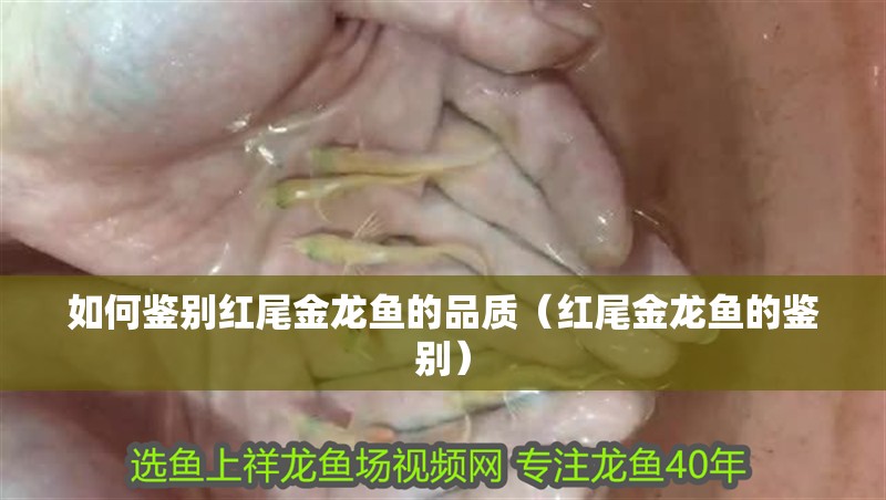 如何鑒別紅尾金龍魚的品質（紅尾金龍魚的鑒別）