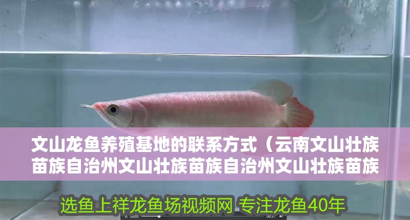 文山龍魚養殖基地的聯系方式（云南文山壯族苗族自治州文山壯族苗族自治州文山壯族苗族自治州）