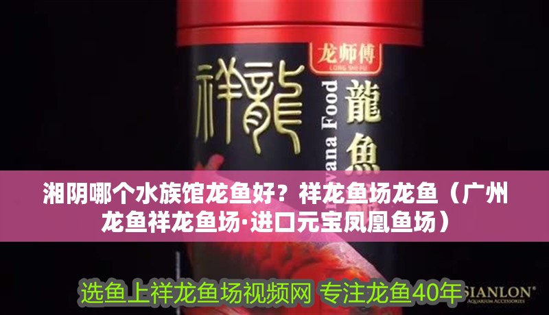 湘陰哪個水族館龍魚好？祥龍魚場龍魚（廣州龍魚祥龍魚場·進口元寶鳳凰魚場）